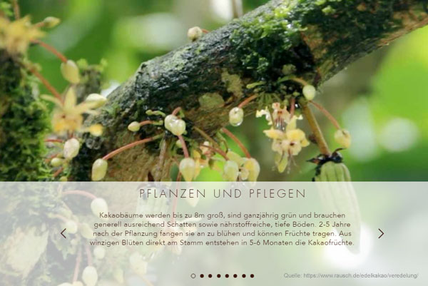 Bild zum Storytelling Artikel mit Ast